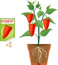 Sweet bell pepper plant with red fruits, green leaves, root system in flower pot and open sachet with seeds